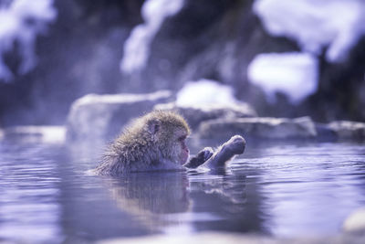 Monkeys soaking in a hot spring at hakodate is popular hot spring. the snow monkeys soak in japan.