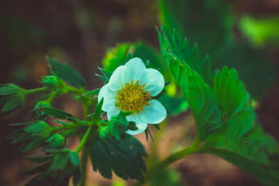 Close-up of flowering plant