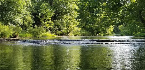 Scenic view of lake in forest