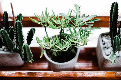 Close-up of potted plants on table