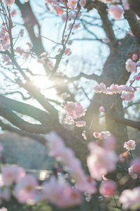 Close-up of cherry blossoms on tree