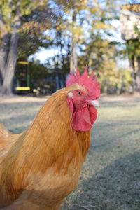 Close-up of rooster 