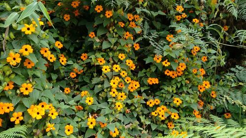 Yellow flowers blooming outdoors