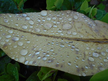 Macro shot of leaves