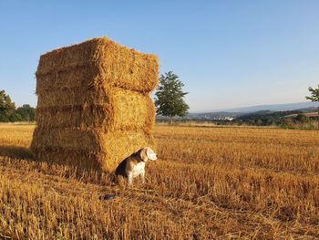 View of a sheep on field