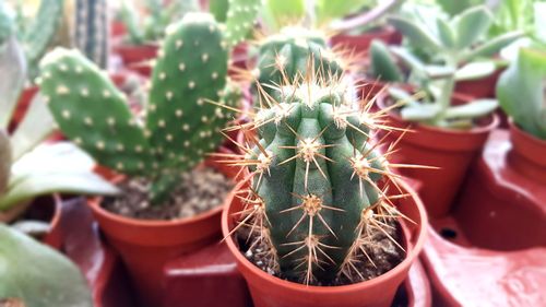 Close-up of succulent plant in pot