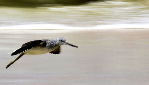 Close-up of a bird