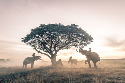 View of elephant on field against sky