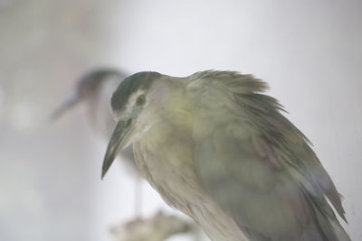 Close-up of bird