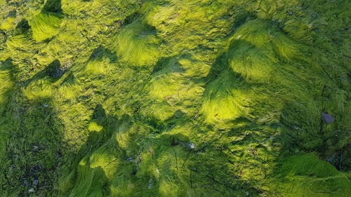 High angle view of moss on lake