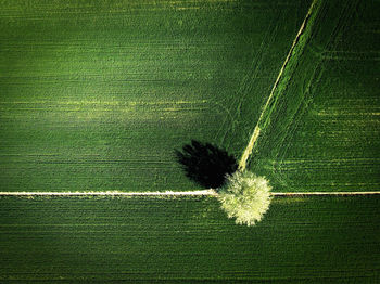 High angle view of dandelion on field