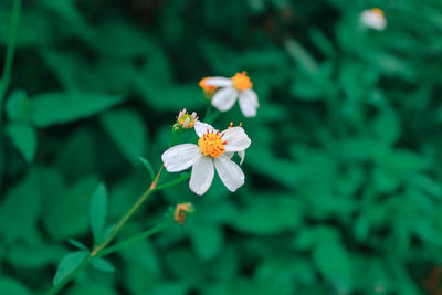 Close-up of flowering plant