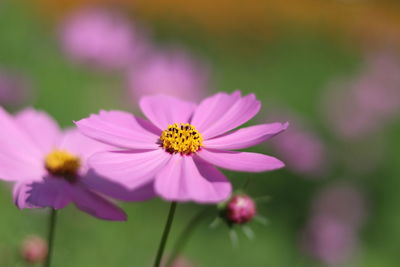 Close-up of pink cosmos flower blooming outdoors