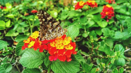 Close-up of butterfly on plant