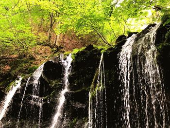 Scenic view of waterfall in forest