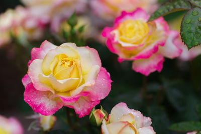 Close-up of pink rose