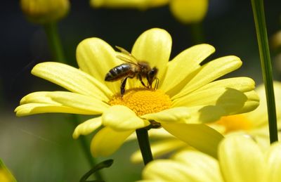 Close-up of bee pollinating on flower