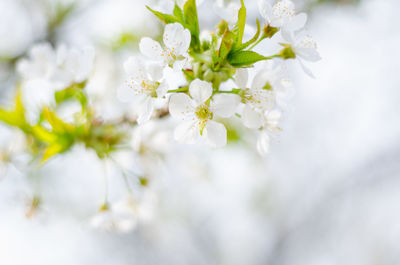 Close-up of white cherry blossoms