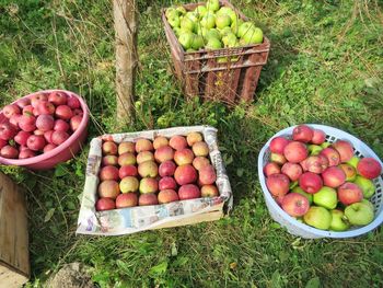 High angle view of fruits in basket