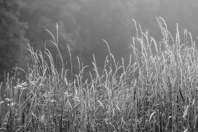 Close-up of grass on field against sky