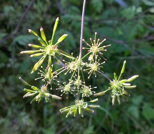 Close-up of flower plant