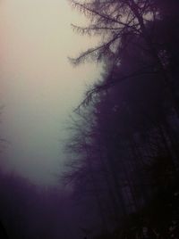 Low angle view of trees against sky