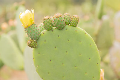 Close-up of prickly pear cactus