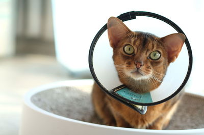 Close-up portrait of a cat