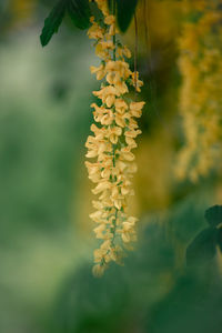 Close-up of yellow flowering plant