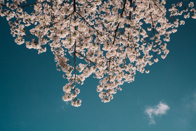 Low angle view of cherry blossom against blue sky