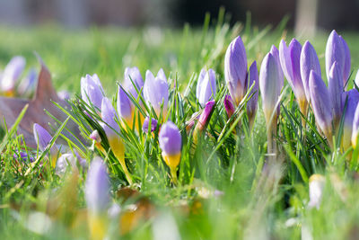 Close-up of crocus blooming in field