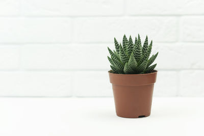 Potted plant against white background