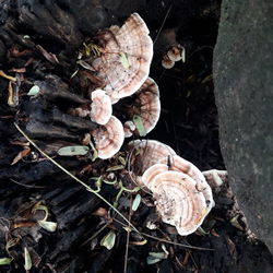 High angle view of mushrooms growing on field