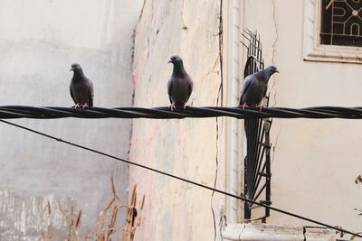 Birds perching on wall