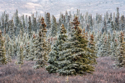 Pine trees in forest