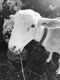 Close-up of cow on field