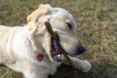 A young male golden retriever lies in the grass and bites a stick.