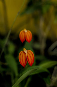 Close-up of orange flower