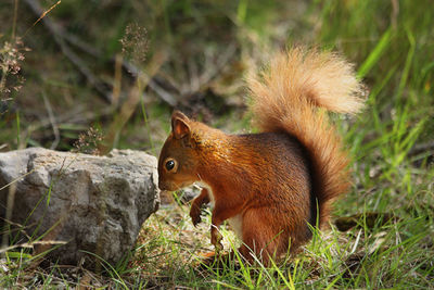 Squirrel on tree