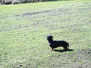 Black dog on field