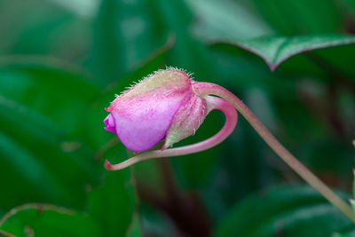 Close-up of pink flower bud