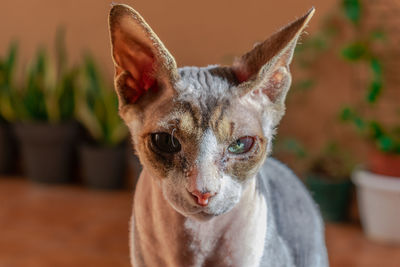 Close-up of a sphinx cat