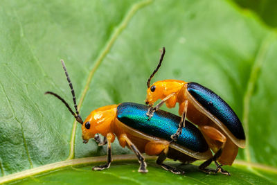 Close-up of insect on leaf