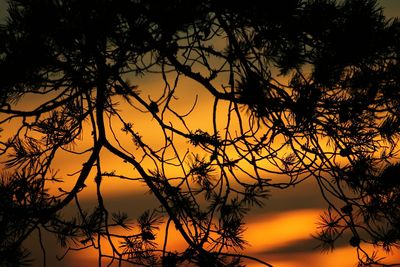 Silhouette of trees at sunset