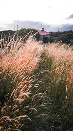 Plants growing on field against sky