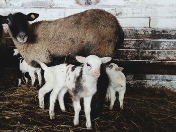 Portrait of sheep on field