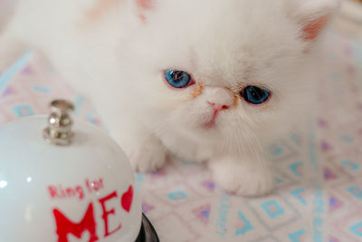 Close-up of a cat