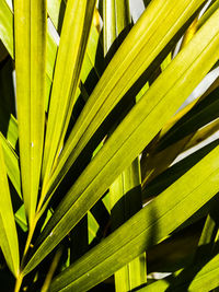 Close-up of palm leaf