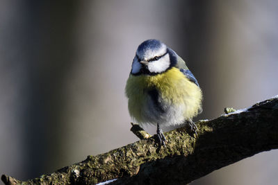 Close-up of bird perching on a tree