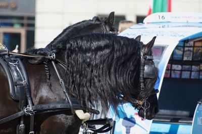 Close-up of a horse